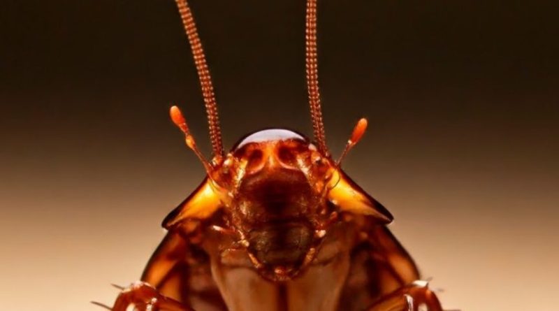 A New Era of Pest Control: My Debut eBook Launch!